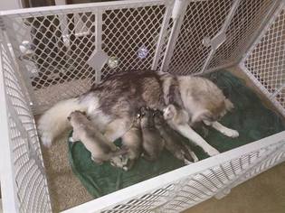 Siberian Husky Puppy for sale in WESTLAND, MI, USA