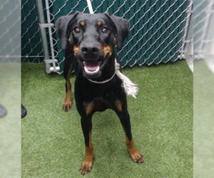 Doberman Pinscher Dogs for adoption in Downey, CA, USA