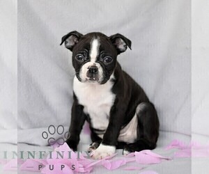 Boston Terrier Puppy for sale in RONKS, PA, USA