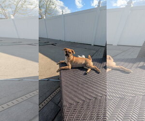 Viana - Female Pug-Unknown Mix Dog for Adoption - Photo #3