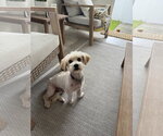 Small #3 Poodle (Miniature) Mix
