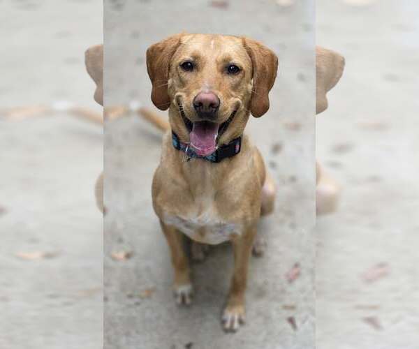 Medium Photo #1 Labbe Puppy For Sale in Woodsfield, OH, USA