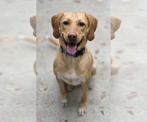 Labbe Dogs for adoption in Woodsfield, OH, USA