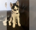 Small Photo #1 Siberian Husky Puppy For Sale in YUCAIPA, CA, USA