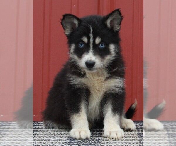 Medium Photo #1 Pomsky Puppy For Sale in FREDERICKSBURG, OH, USA