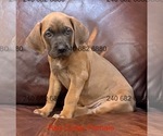 Small Photo #17 Cane Corso Puppy For Sale in LA PLATA, MD, USA