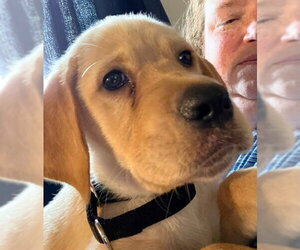 Peaches - Female Labrador Retriever-Unknown Mix Dog for Adoption - Photo #24