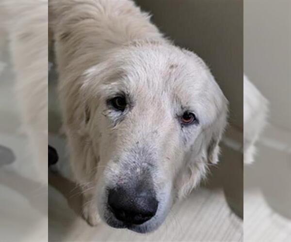 Medium Photo #1 Great Pyrenees-Unknown Mix Puppy For Sale in Bakersfield, CA, USA