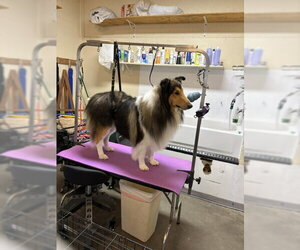 Spirit - Male Collie Dog for Adoption - Photo #3