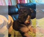 Small Photo #3 German Shepherd Dog Puppy For Sale in SPOKANE, WA, USA