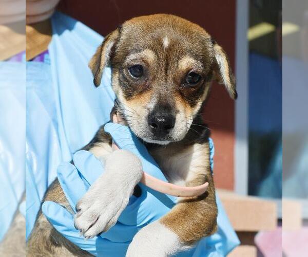 Medium Photo #1 Chihuahua-Unknown Mix Puppy For Sale in San Antonio, TX, USA