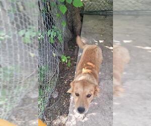 German Shepherd Dog Dogs for adoption in San Antonio, TX, USA