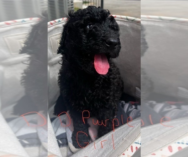 Medium Photo #6 Goldendoodle Puppy For Sale in HICKORY, NC, USA