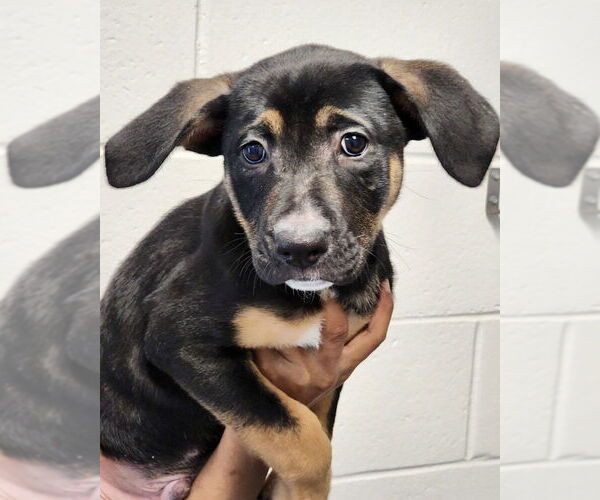 Medium Photo #1 Rottweiler-Unknown Mix Puppy For Sale in Hilton Head, SC, USA