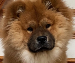 Chow Chow Dogs for adoption in ZEBULON, NC, USA