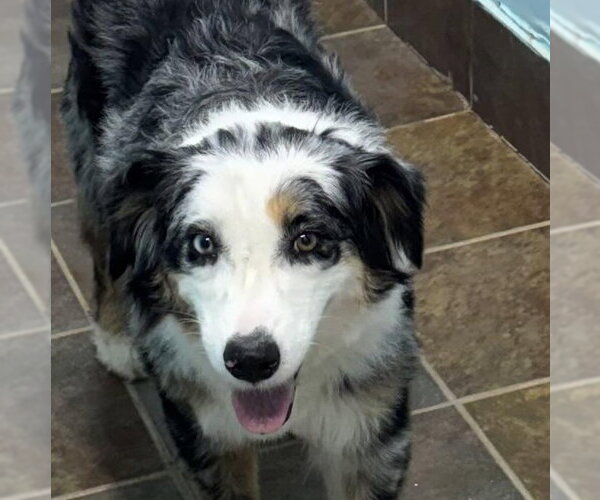 Medium Photo #1 Australian Shepherd Puppy For Sale in Overland Park, KS, USA
