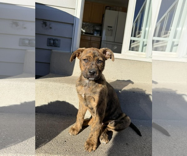 Medium Photo #1 American Pit Bull Terrier-Unknown Mix Puppy For Sale in MIDWAY, UT, USA