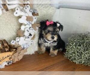 Morkie Puppy for sale in WEBSTER, FL, USA