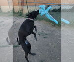 Small #1 Labrador Retriever Mix