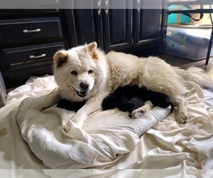 Chow Chow Puppy for sale in HILLPOINT, WI, USA