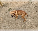 Small #4 Catahoula Leopard Dog