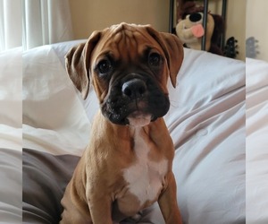 Boxer Puppy for sale in WINDHAM, NH, USA