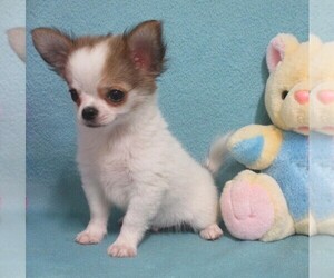 Chihuahua Puppy for sale in CABOOL, MO, USA
