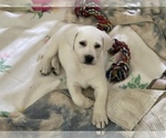 Small Photo #7 Labrador Retriever Puppy For Sale in KITTRELL, NC, USA