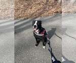 Small Photo #8 Mutt Puppy For Sale in Oakhurst, NJ, USA