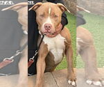 Small #16 American Staffordshire Terrier Mix