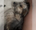 Small #6 Mutt