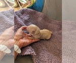 Small #15 English Cream Golden Retriever