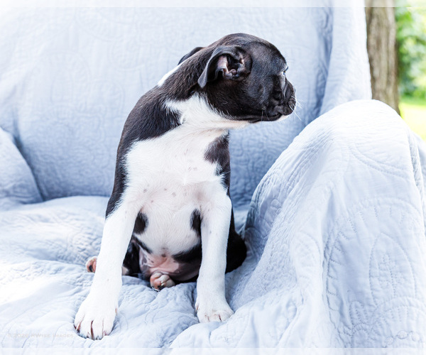 Medium Photo #12 Boston Terrier Puppy For Sale in WAKARUSA, IN, USA