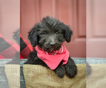 Puppy Randall Aussiedoodle