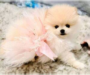 Pomeranian Puppy for sale in HOMESTEAD, FL, USA