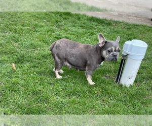 Mother of the French Bulldog puppies born on 10/29/2025
