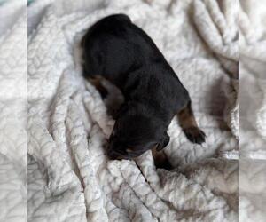 Medium Doberman Pinscher