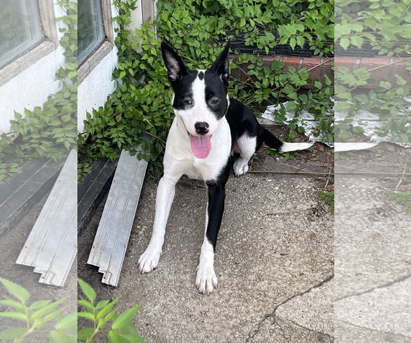 Medium Photo #1 Mutt Puppy For Sale in Jackson Township, NJ, USA