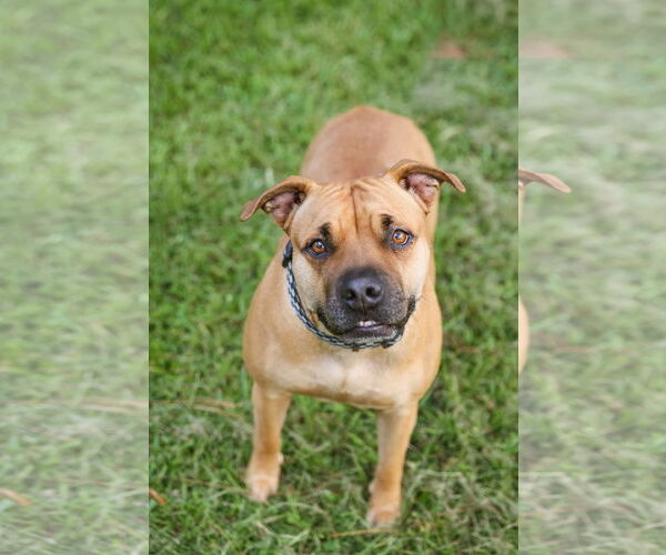 Medium Photo #10 Mutt Puppy For Sale in  Gainesville, FL, USA