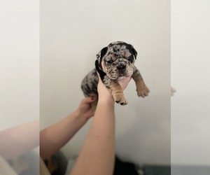 English Bulldog Puppy for sale in ORLANDO, FL, USA