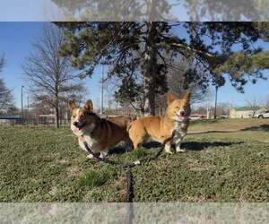 Mother of the Pembroke Welsh Corgi puppies born on 08/15/2025