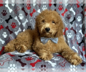 Miniature Labradoodle Puppy for sale in LAKELAND, FL, USA