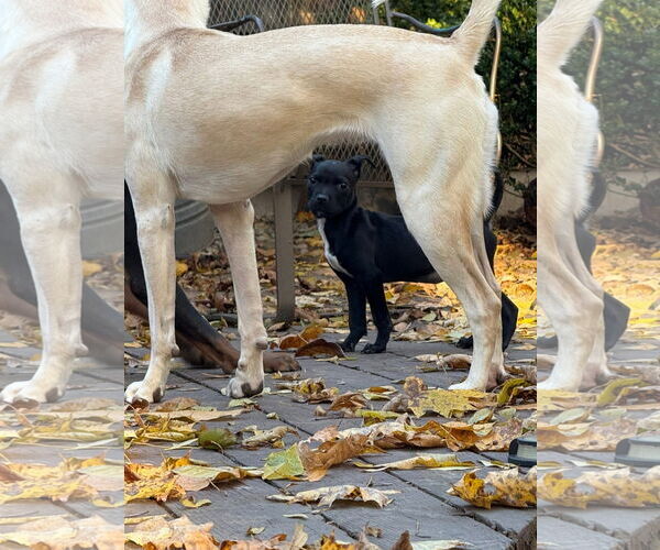 Medium Photo #6 American Pit Bull Terrier-Unknown Mix Puppy For Sale in Germantown, OH, USA