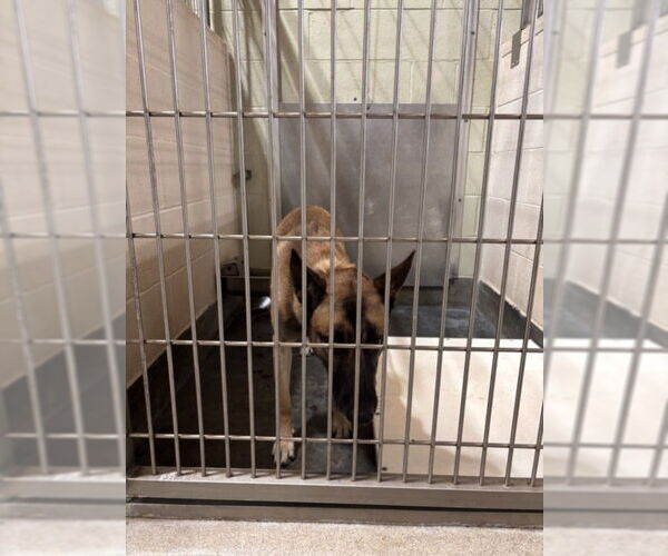 Medium Photo #1 Mutt Puppy For Sale in Upland, CA, USA