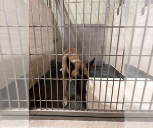 Mutt Dogs for adoption in Upland, CA, USA