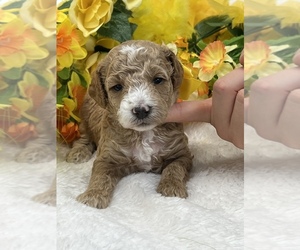 Goldendoodle (Miniature) Puppy for sale in BULLARD, TX, USA