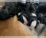 Small Photo #1 Boxer Puppy For Sale in ONTARIO, CA, USA