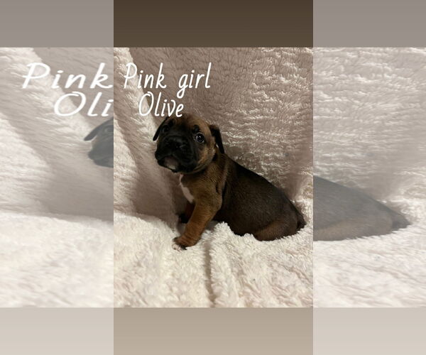 Medium Photo #1 Boxer-Unknown Mix Puppy For Sale in Holly Springs, NC, USA