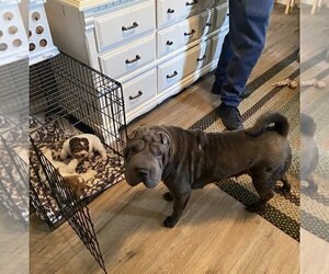 Mother of the Chinese Shar-Pei puppies born on 12/15/2022
