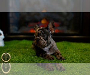 French Bulldog Puppy for sale in GARDENA, CA, USA